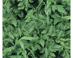 Liebstöckl FloraSelf Evisitcum Officinale Ø 12 Cm Topf