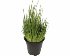Schnittlauch FloraSelf Allium Schoenoprasum 'Staro' Ø 12 Cm Topf