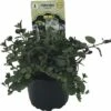 Pfefferminze FloraSelf Mentha Piperita 'Cinderella' Ø 12 Cm Topf 1 Pfefferminze FloraSelf Mentha Piperita 'Cinderella' Ø 12 Cm Topf -Florasellf Geschaft DV 8 6258919 02 4c DE 20190515061516