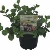 Orangen-Minze FloraSelf Mentha Piperita 'Granada' Ø 12 Cm Topf 2 Orangen-Minze FloraSelf Mentha Piperita 'Granada' Ø 12 Cm Topf -Florasellf Geschaft DV 8 6258921 01 4c DE 20190514164751