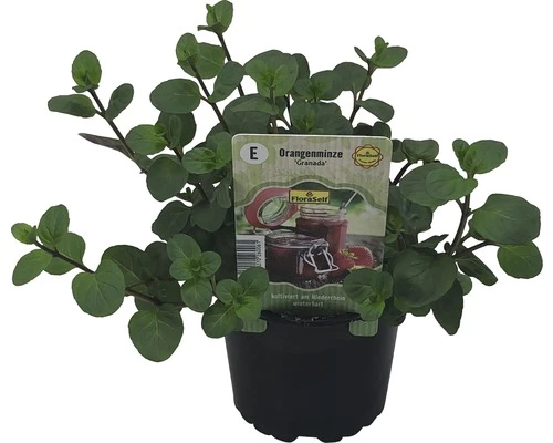 Orangen-Minze FloraSelf Mentha Piperita 'Granada' Ø 12 Cm Topf 3 Orangen-Minze FloraSelf Mentha Piperita 'Granada' Ø 12 Cm Topf
