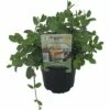 Marokkanische Minze FloraSelf Mentha Spicata 'Marokko' Ø 12 Cm Topf -Florasellf Geschaft DV 8 6258922 01 4c DE 20190515060343