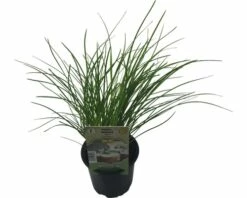 Schnitt-Knoblauch FloraSelf Allium Tuberosum 'Neko' Ø 12 Cm Topf