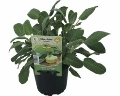 Salbei FloraSelf Salvia Officinalis 'Culinaria' Ø 12 Cm Topf -Florasellf Geschaft DV 8 6258927 01 4c DE 20190515071637