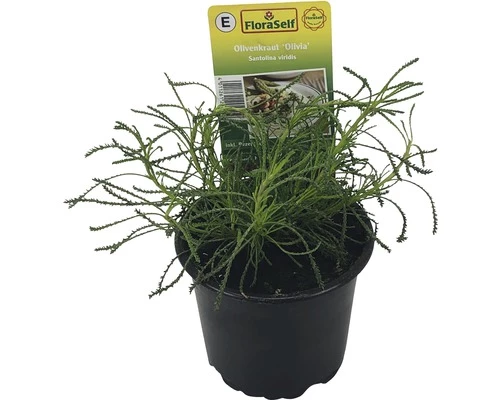 Olivenkraut FloraSelf Santolina Viridis 'Olivia' Ø 12 Cm Topf 3 Olivenkraut FloraSelf Santolina Viridis 'Olivia' Ø 12 Cm Topf