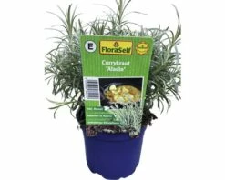 Currykraut FloraSelf Helichrysum Italicum 'Aladin' Ø 12 Cm Topf -Florasellf Geschaft DV 8 6258932 02 4c DE 20190402091758