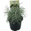 Currykraut FloraSelf Helichrysum Italicum 'Aladin' Ø 12 Cm Topf -Florasellf Geschaft DV 8 6258932 03 4c DE 20190515070241
