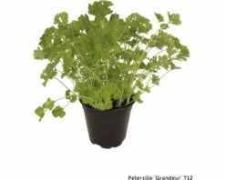 Petersilie FloraSelf Petroselinum Crispum 'Grandeur' Ø 12 Cm Topf
