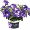 Hänge-Petunie FloraSelf Petunia Pendula 'Night Sky' Ø 10,5 Cm Topf 1 Hänge-Petunie FloraSelf Petunia Pendula 'Night Sky' Ø 10,5 Cm Topf -Florasellf Geschaft DV 8 6269865 08 4c DE 20190516051800
