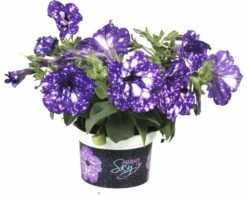 Hänge-Petunie FloraSelf Petunia Pendula 'Night Sky' Ø 10,5 Cm Topf