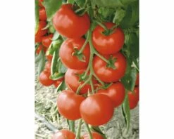 Geschmackstomate 'Sportivo' F1 FloraSelf Ø 12 Cm Topfveredelt