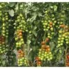 Cherrytomate 'Favorita' F1 FloraSelf Ø 12 Cm Topf Veredelt -Florasellf Geschaft DV 8 6272286 01 4c DE 20200501051659