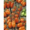 Pflaumen-Cherrytomate 'Santorange' F1 FloraSelf Ø 12 Cm Topf Veredelt -Florasellf Geschaft DV 8 6272289 01 4c DE 20200501051659