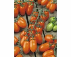Pflaumen-Cherrytomate 'Santorange' F1 FloraSelf Ø 12 Cm Topf Veredelt