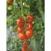 Freiland-Strauchtomate 'Philona' F1 FloraSelf Ø 12 Cm Topf Veredelt 1 Freiland-Strauchtomate 'Philona' F1 FloraSelf Ø 12 Cm Topf Veredelt -Florasellf Geschaft DV 8 6272295 01 4c DE 20200501051659