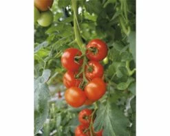 Freiland-Strauchtomate 'Philona' F1 FloraSelf Ø 12 Cm Topf Veredelt