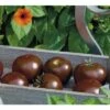 Schokoladen-Tomate 'Kakao' F1 FloraSelf Ø 12 Cm Topf Veredelt 1 Schokoladen-Tomate 'Kakao' F1 FloraSelf Ø 12 Cm Topf Veredelt -Florasellf Geschaft DV 8 6272297 01 4c DE 20200501051659