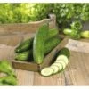 Gurke FloraSelf Cucumis Sativa 'Fitness' Ø 12 Cm Topf -Florasellf Geschaft DV 8 6272306 01 4c DE 20200417121656