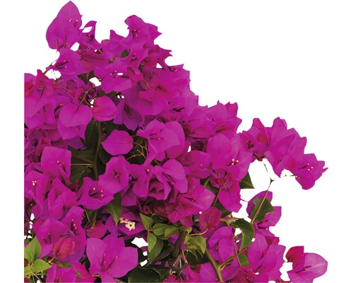 FloraSelf Drillingsblume Bougainvillea Sanderiana ''Renate' H 35 Cm Ø 19 Cm Topf 4 FloraSelf Drillingsblume Bougainvillea Sanderiana ''Renate' H 35 Cm Ø 19 Cm Topf – Bild 2