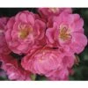 Duftrose Strauchrose Floraself Rosa X Hybride H 30-60 Cm Co 5 L Rosa In Sorten 2 Duftrose Strauchrose Floraself Rosa X Hybride H 30-60 Cm Co 5 L Rosa In Sorten -Florasellf Geschaft DV 8 6290800 01 4c DE 20171129145811