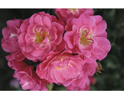 Duftrose Strauchrose Floraself Rosa X Hybride H 30-60 Cm Co 5 L Rosa In Sorten 3 Duftrose Strauchrose Floraself Rosa X Hybride H 30-60 Cm Co 5 L Rosa In Sorten