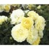 Edelrose FloraSelf Rosa X Hybride H 30-60 Cm Co 5 L Gelb, Orange In Sorten 2 Edelrose FloraSelf Rosa X Hybride H 30-60 Cm Co 5 L Gelb, Orange In Sorten -Florasellf Geschaft DV 8 6290807 01 4c DE 20171129145906