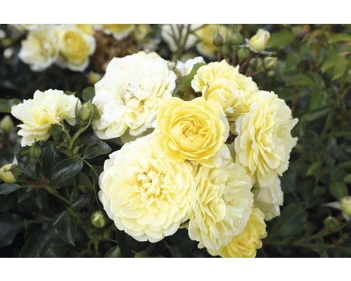 Edelrose FloraSelf Rosa X Hybride H 30-60 Cm Co 5 L Gelb, Orange In Sorten 3 Edelrose FloraSelf Rosa X Hybride H 30-60 Cm Co 5 L Gelb, Orange In Sorten