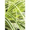 Japan-Segge FloraSelf Carex Morrowii 'Feather Falls' H 5-30 Cm Co 3 L -Florasellf Geschaft DV 8 6291706 01 4c DE 20210113084758