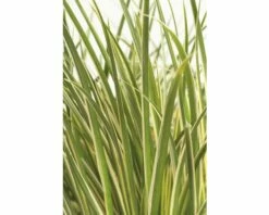 Grasartiger Kalmus FloraSelf Acorus Gramineus 'Argenteostriatus' H 5-30 Cm T14 Cm