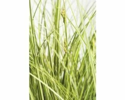 Buntblättrige Garten-Segge FloraSelf Carex Brunnea 'Aureovariegata' H 5-20 Cm Co 3 L