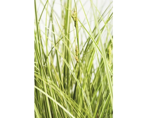 Buntblättrige Garten-Segge FloraSelf Carex Brunnea 'Aureovariegata' H 5-20 Cm Co 3 L 3 Buntblättrige Garten-Segge FloraSelf Carex Brunnea 'Aureovariegata' H 5-20 Cm Co 3 L