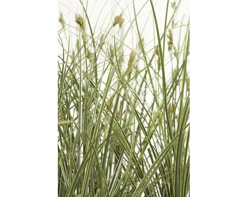 Buntblättrige Garten-Segge FloraSelf Carex Brunnea 'Variegata' H 10-20 Cm Co 3 L 3 Buntblättrige Garten-Segge FloraSelf Carex Brunnea 'Variegata' H 10-20 Cm Co 3 L