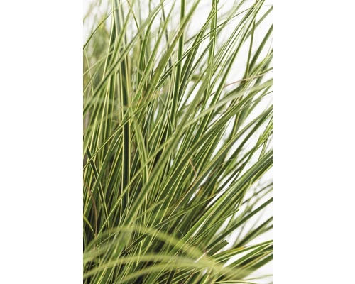 Buntblättrige Garten-Segge FloraSelf Carex Brunnea 'Variegata' H 10-20 Cm Co 3 L 4 Buntblättrige Garten-Segge FloraSelf Carex Brunnea 'Variegata' H 10-20 Cm Co 3 L – Bild 2