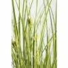 Ziersegge FloraSelf Carex Brunnea 'Lady Sunshine' H 10-30 Cm Co 3 L -Florasellf Geschaft DV 8 6291710 01 4c DE 20210111094657