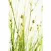 Garten-Segge FloraSelf Carex Brunnea H 5-10 Cm T 14 Cm 2 Garten-Segge FloraSelf Carex Brunnea H 5-10 Cm T 14 Cm -Florasellf Geschaft DV 8 6291711 01 4c DE 20210111094757 1