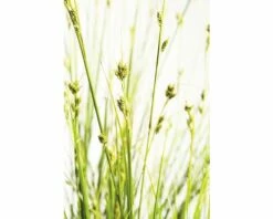 Garten-Segge FloraSelf Carex Brunnea H 5-10 Cm T 14 Cm