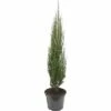 FloraSelf Blauer Säulenwacholder Juniperus Scopulorum 'Blue Arrow' H 80-100 Cm Co 10 L -Florasellf Geschaft DV 8 6295352 01 4c DE 20190130090835