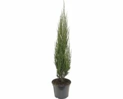 FloraSelf Blauer Säulenwacholder Juniperus Scopulorum 'Blue Arrow' H 80-100 Cm Co 10 L
