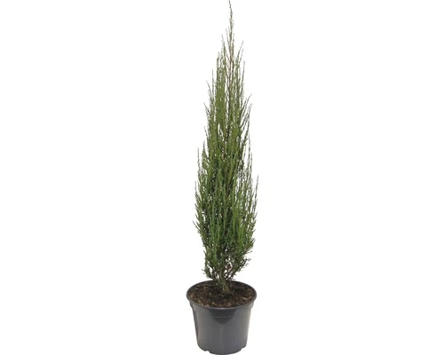FloraSelf Blauer Säulenwacholder Juniperus Scopulorum 'Blue Arrow' H 80-100 Cm Co 10 L 3 FloraSelf Blauer Säulenwacholder Juniperus Scopulorum 'Blue Arrow' H 80-100 Cm Co 10 L