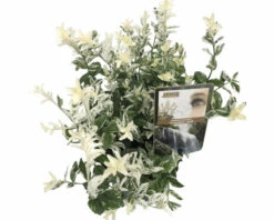 Kriechspindel FloraSelf Euonymus Fortunei 'Harlequin' H 20-25 Cm Co 2 L (3 Stk.) 7 Kriechspindel FloraSelf Euonymus Fortunei 'Harlequin' H 20-25 Cm Co 2 L (3 Stk.) -Florasellf Geschaft DV 8 6299149 02 4c DE 20210615124759