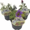 Küchenschelle Trio ROCKCollection FloraSelf Pulsatilla H 10-20 Cm Ø 13 Cm Topf 3 Farben 1 Küchenschelle Trio ROCKCollection FloraSelf Pulsatilla H 10-20 Cm Ø 13 Cm Topf 3 Farben -Florasellf Geschaft DV 8 6311562 01 4c DE 20190126011651