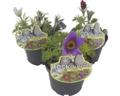 Küchenschelle Trio ROCKCollection FloraSelf Pulsatilla H 10-20 Cm Ø 13 Cm Topf 3 Farben