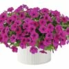 Petunie FloraSelf Petunia 'Capella Burgundy' Ø 12 Cm Topf -Florasellf Geschaft DV 8 6341492 01 4c CH 20181220051653