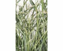 Rutenhirse FloraSelf Panicum Virgatum 'Prairie Sky' H 20-60 Cm Co 3 L -Florasellf Geschaft DV 8 6357361 01 4c DE 20210719144658