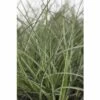 Chinaschilf FloraSelf Miscanthus Sinensis 'Adagio' H 20-80 Cm Co 6 L -Florasellf Geschaft DV 8 6357363 01 4c DE 20190228094650 1