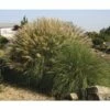 Chinaschilf FloraSelf Miscanthus Sinensis 'Adagio' H 10-40 Cm T 14 Cm -Florasellf Geschaft DV 8 6357363 02 4c DE 20210113091758 2