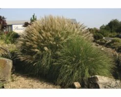 Chinaschilf FloraSelf Miscanthus Sinensis 'Adagio' H 10-40 Cm T 14 Cm