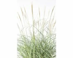 Chinaschilf FloraSelf Miscanthus Sinensis 'Adagio' H 20-80 Cm Co 6 L -Florasellf Geschaft DV 8 6357363 03 4c DE 20190228094650 1