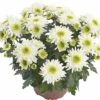 Chrysantheme FloraSelf Chrysanthemum Indicum 'Picnic' Ø 12 Cm Topf 1 Chrysantheme FloraSelf Chrysanthemum Indicum 'Picnic' Ø 12 Cm Topf -Florasellf Geschaft DV 8 6405386 02 4c DE 20180901092506