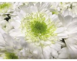 Chrysantheme FloraSelf Chrysanthemum Indicum 'Picnic' Ø 12 Cm Topf -Florasellf Geschaft DV 8 6405386 03 4c DE 20180831111656